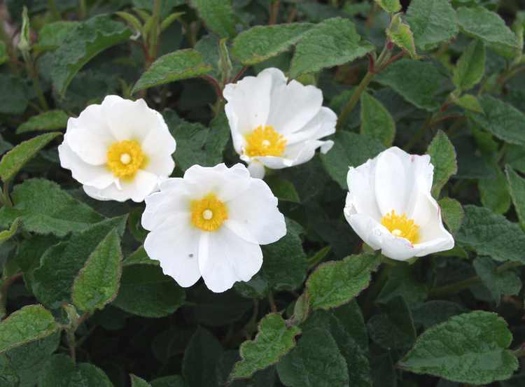 Image of Cistus x hybridus